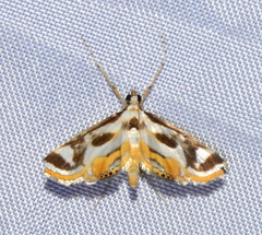 Theila siennata