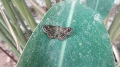 Staphylus ascalaphus