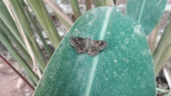 Staphylus ascalaphus