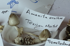Amanita arocheae