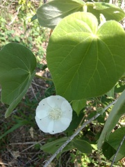 Abutilon glabriflorum