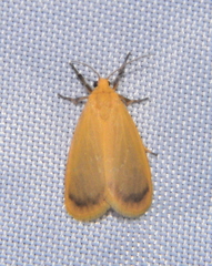 Symmetrodes sciocosma