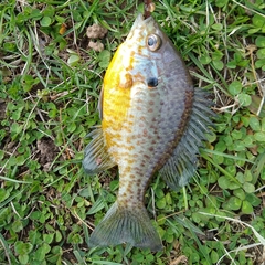 Lepomis gibbosus × macrochirus