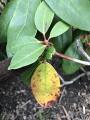 Chuppomyces handelii