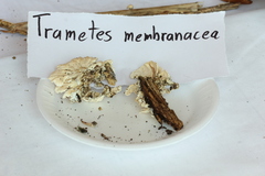 Trametes membranacea