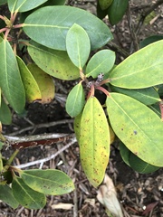 Chuppomyces handelii