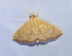 Hyalobathra crenulata