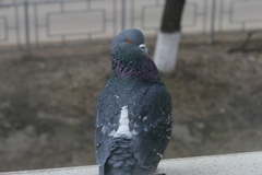 Columba livia