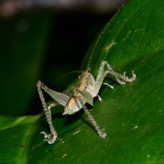 Austrosalomona destructor