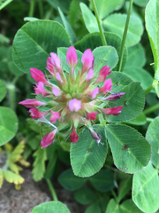 Trifolium spumosum