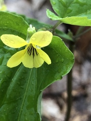 Viola hastata