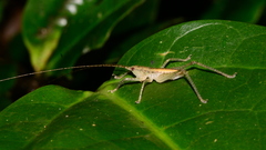 Austrosalomona destructor