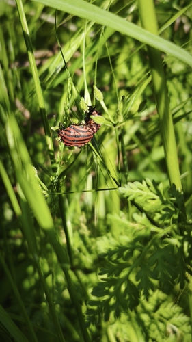 Continental Striped Shield Bug