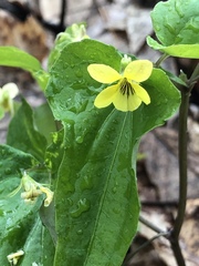 Viola hastata