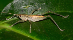 Austrosalomona destructor