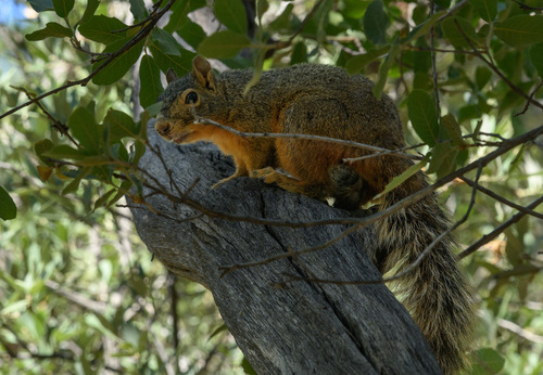 Mexican Fox Squirrel observed by ceanothus
