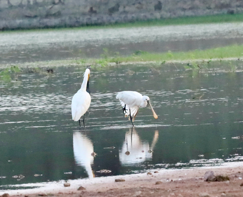 Eurasian Spoonbill