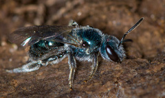 Lasioglossum coeruleum