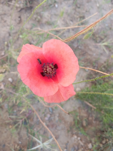 common poppy