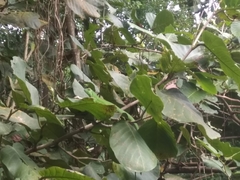 Coccoloba caracasana