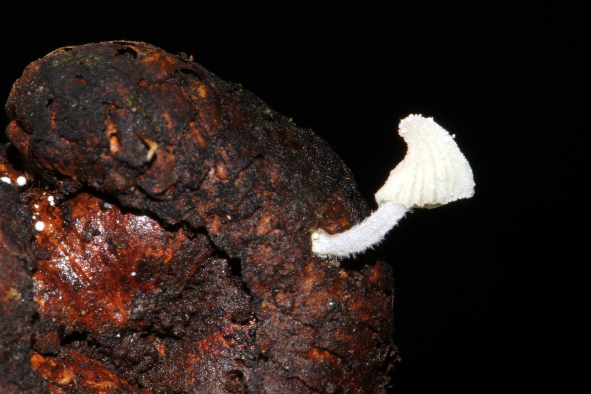 Mycena chloroxantha image