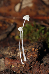 Mycena chloroxantha