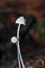 Mycena chloroxantha