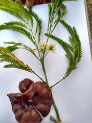 Enterolobium cyclocarpum