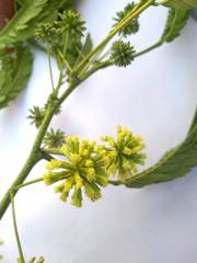 Enterolobium cyclocarpum