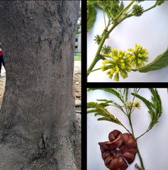 Enterolobium cyclocarpum