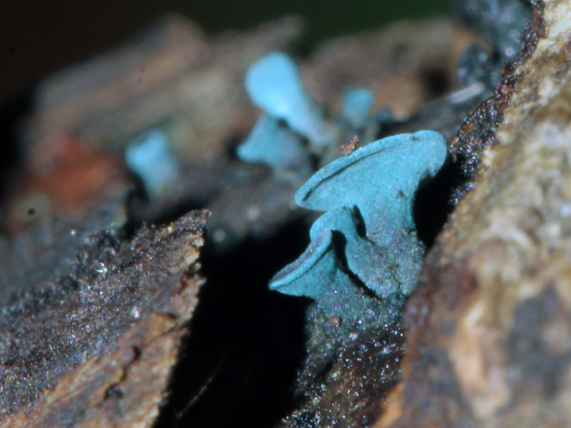 Chlorociboria aeruginosa image