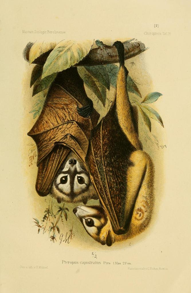 Bismark Masked Flying Fox