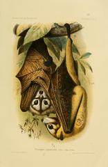 Bismark Masked Flying Fox photo 1