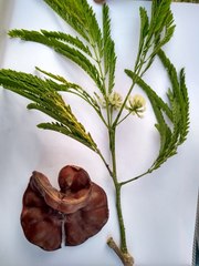 Enterolobium cyclocarpum