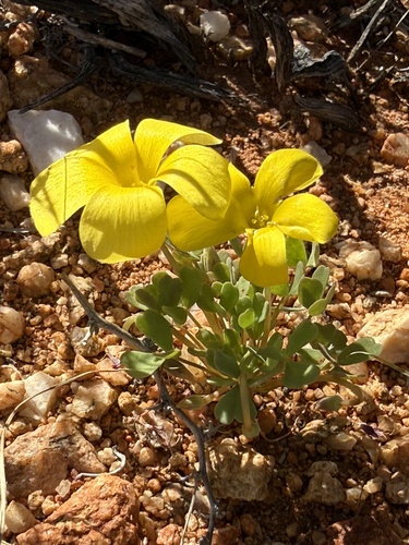 Incised Sorrel