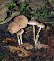 Melanophyllum haematospermum