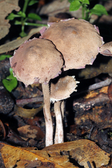 Melanophyllum haematospermum