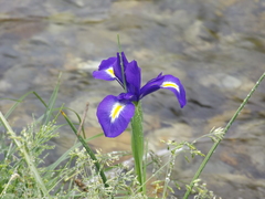 Iris latifolia