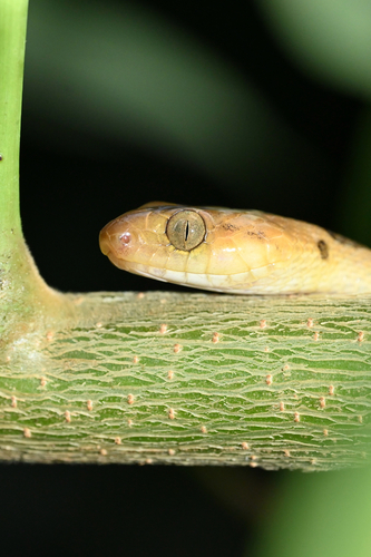 Northern Cat-eyed Snake