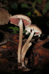 Melanophyllum haematospermum