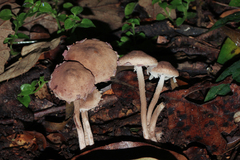 Melanophyllum haematospermum