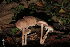 Melanophyllum haematospermum