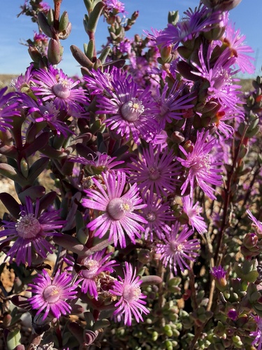 Antimima vanzylii