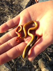 Diadophis punctatus similis