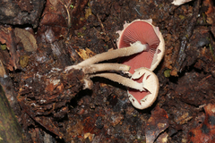 Melanophyllum haematospermum