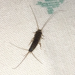 Ctenolepisma lineatum
