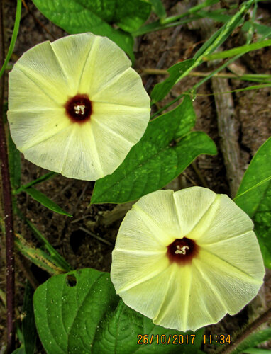 Gold Dwarf Morning Glory
