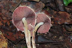 Melanophyllum haematospermum