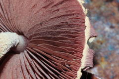 Melanophyllum haematospermum