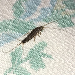 Ctenolepisma lineatum